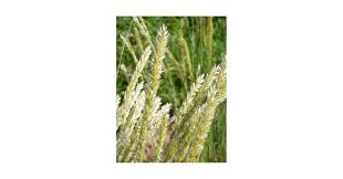 Image result for Aspilia ciliata