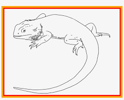 Learn how to draw a lizard as a cute cartoon character! Unbelievable Image Result For Bearded Dragon Line Art Bearded Dragon Lizard Drawing Transparent Png 1074x818 Free Download On Nicepng