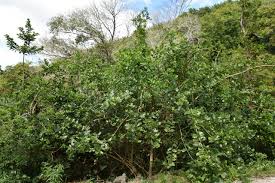 Image result for Premna serratifolia