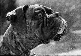 Black And White Boxer Dog Art A4 A3 A2 Intellectual Black White Boxer Dog Art Print Of Drawing Russellart Dog Print Art Boxer Dogs Art White Boxer Dogs