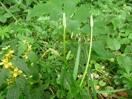 We did not find results for: Voillans Village Du Doubs Site Officiel Asperge Des Bois