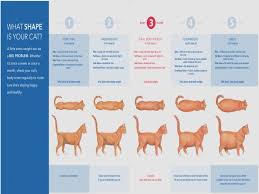 4 Month Old Kitten Weight World Of Cat Savannah Cat Growth Chart Cat Weight Chart Large Cat Breeds Best Cat Food