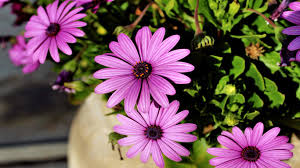 Image result for Osteospermum muricatum