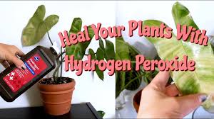 Find out what muriatic acid is, where you can find it, how it's made, and its best and most common uses. Benefits Of Hydrogen Peroxide On Houseplants Hydrogen Peroxide For Root Rot Pest Management Youtube