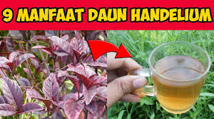 We did not find results for: Gambar Daun Handeuleum Tips Dan Trik Pertanian