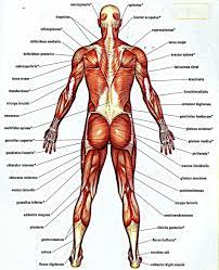 How to draw a free body diagram learning to draw a free body illustration is very. Human Body Organs Diagram From The Back Body Organ Diagram From Back Body Diagram From The Back Koibana Info Human Muscle Anatomy Human Anatomy Chart Human Body Muscles