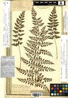 Image result for Asplenium blastophorum