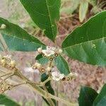 Image result for Vitex madiensis