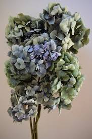 Dried Hydrangea Flower Heads Bouquet Natural Dried Hydrangeas Blue Hydrangea Bouquet Hydrangea Flower