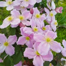 Shape or tidy up the plant after flowering is finished. Clematis Montana Mayleen Shrub For Sale Free Uk Delivery