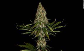 We did not find results for: Strawberry Lemonade Eine Stark Prickelnde Ertragsbombe Thcene