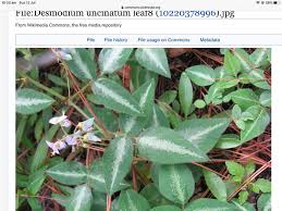 Image result for Desmodium uncinatum