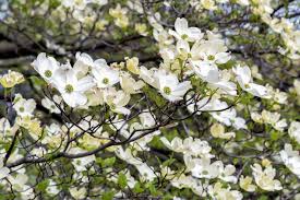 Maybe you would like to learn more about one of these? Planting Dogwood Trees For Wildlife Food Plots And Land Management Realtree Camo