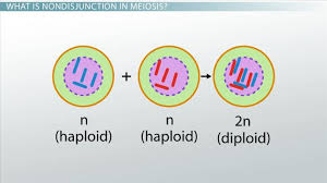 Meiosis terminology drag the labels from the left to their correct locations in the concept map on the right. Nondisjunction In Meiosis Definition Examples Video Lesson Transcript Study Com