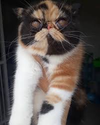Pin On Babycat