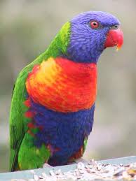 We just dont have the time to spend with her. Rainbow Lorikeet Australian Animals