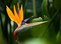 The bird of paradise plant, or strelitzia, is a large and gorgeous foliage plant that looks just as majestic indoors in a pot, as it does outside in the garden. Bird Of Paradise Plant Eden Project Shop