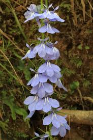 Image result for Lobelia flaccida