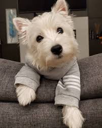 Friday Is It Friday Yet Westie Puppies Westie Dogs Terrier Dog Breeds