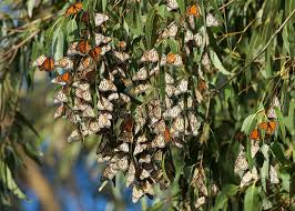 Monarch Eucalyptus Grove Photos - Free & Royalty-Free Stock Photos from  Dreamstime