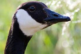 Kanadagans mit küken branta canadensis. Die Kanadagans Nabu Nrw