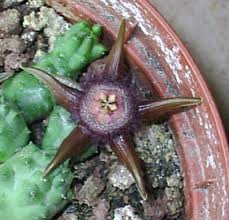 Image result for Duvalia polita