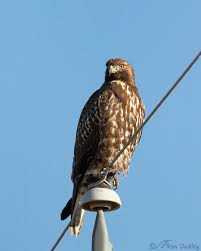 The first of these hawks to be scientifically studied was found in jamaica. Dark Morph Red Tailed Hawk Feathered Photography