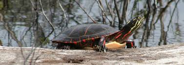 midland painted turtle species information ontario nature