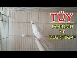 Sultan Papagan Kafesine Isitici Yapmak Youtube