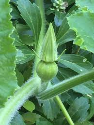 May 15, 2015 · reasons for pumpkin fruit drop pollination problems. Allen Salkin On Twitter Baby Pumpkins On The Vine With Their Green Flowers Undescended Are Dunce Like And Faintly Terrifying Pumpkin