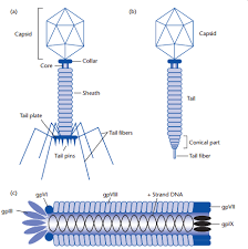 For propagation viruses depend on specialized host cells supplying the complex metabolic and. Examples Of Bacteriophages Structures Of A T4 B Lambda And C M13 Biology Diagrams Science Education Medical Illustration