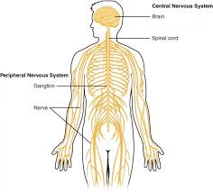 The cns is responsible for the control of thought processes, movement, and provides sensation central nervous system (cns) definition. Nervous System General Structure And Functions Lecturio