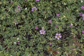 Image result for Fagonia