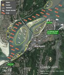 Alsea Bay Waldport Bay Clams Gapers Cokels Steamers