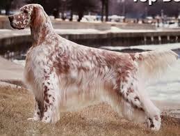 Pendleton Pens Pet Resort