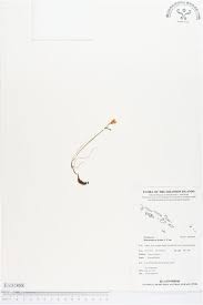 Image result for Didymoplexis