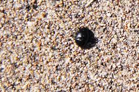 Some can also spread illnesses, such as lyme. Insects Spiders Centipedes Millipedes Great Sand Dunes National Park Preserve U S National Park Service