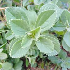 Image result for Tetradenia urticifolia