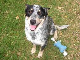 Blue Heeler Border Collie Mix Crazy Smart Workaholics Wileypup Com Australian Dog Breeds Blue Heeler Blue Heeler Dogs
