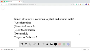 Plant cells have an additional layer. Solved Which Structure Is Common To Plant And Animal Cells Begin Array Ll Text A Chloroplast Text C