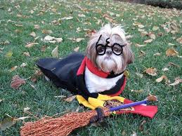 Minion bob arms despicable me movie suit pet dog halloween costume $33.98. Harry Pupper Harry Potter Dog Costume Dog Costumes Halloween Small Dog Halloween Costumes