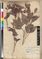 Image result for Rinorea angustifolia