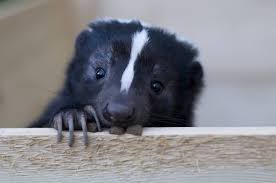 The skunks won't be able to climb over, but a motivated critter can dig under a fence, so consider burying several inches of fence or sprinkling cayenne or chili powder around the fence perimeter to act as a deterrent. That Skunk Doesn T Want To Spray You Or Your Dog Wildcare