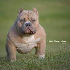 SSS Bullies