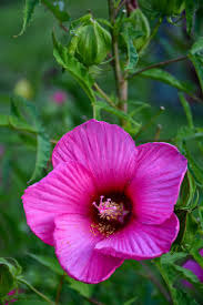 Image result for Hibiscus fuscus