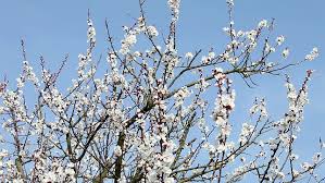 Sun ray breaking through apricot flowers. Apricot Flowers Apricot Tree Blossom Stock Footage Video 100 Royalty Free 15836440 Shutterstock