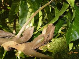 Image result for Canarium