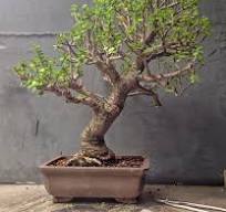 Dwarf Jade Bonsai Techniques – Adam's Art and Bonsai Blog