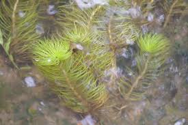Image result for Eriocaulon setaceum