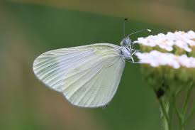 Image result for Leptaspis zeylanica